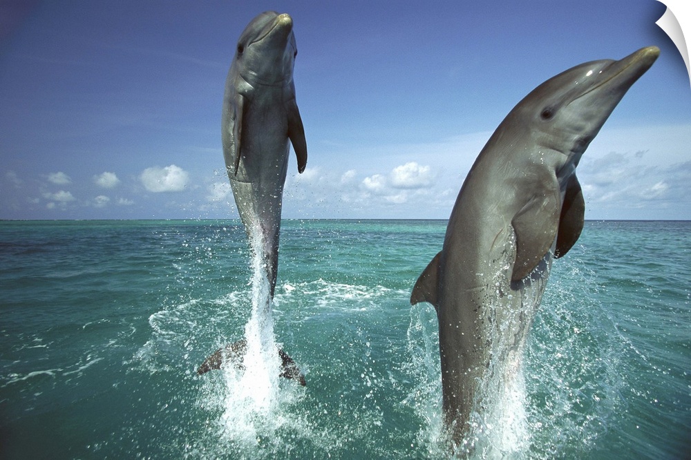 Bottlenose Dolphin (Tursiops truncatus) pair leaping from water, Caribbean