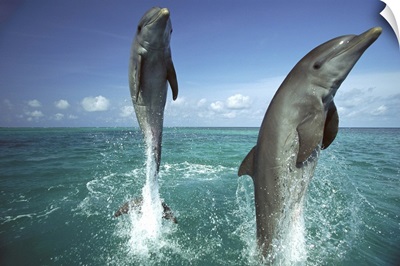 Bottlenose Dolphin pair leaping from water, Caribbean