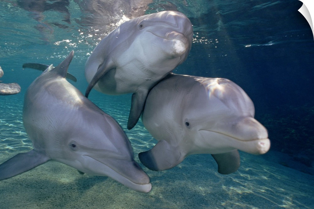 Bottlenose Dolphin (Tursiops truncatus) trio underwater, Waikoloa Hyatt, Hawaii