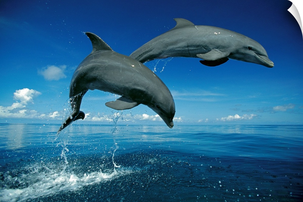 Big photograph shows a couple dolphins in midair as they were jumping out of the Atlantic Ocean.