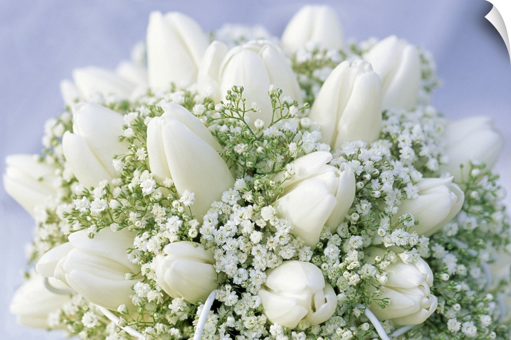 Close up picture of a bouquet of closed white tulips and baby's' breath.