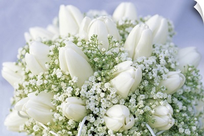 Bouquet of white Tulip (Tulipa sp) flowers and Baby's Breath (Gypsophila sp)