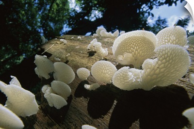 Bracket Fungus (Favolus brasiliensis) mushrooms, Barro Colorado Island, Panama
