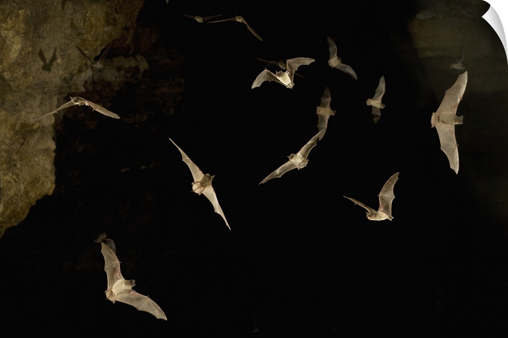 Mexican free-tailed bats (Tadarida brasiliensis) emerge from James Eckert bat cave at dusk. Several exposures from an auto...