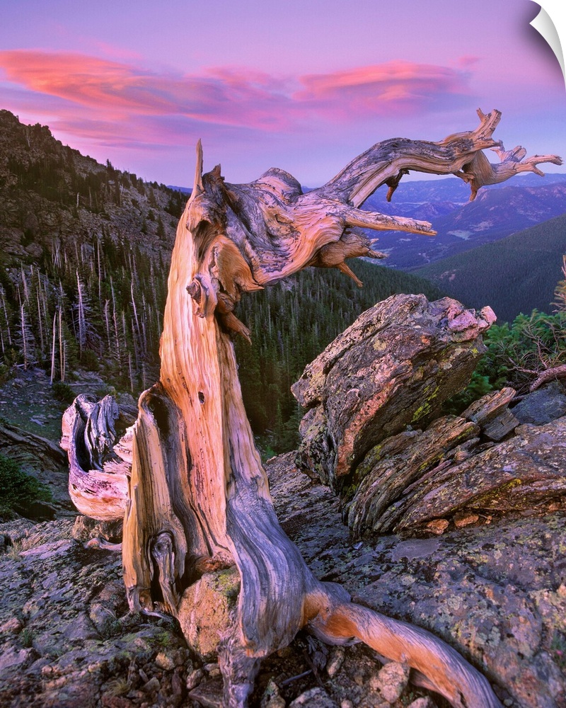 Bristlecone Pine tree overlooking forest, Rocky Mountain National Park, Colorado