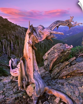 Bristlecone Pine tree overlooking forest, Rocky Mountain National Park, Colorado