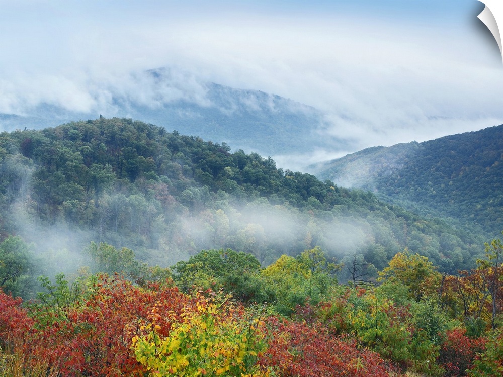 Large photo on canvas of mountains covered in fall foliage with fog descending upon them.
