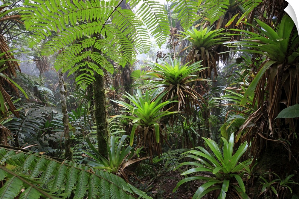 Mountain tropical forest above 1600m bromeliacea and fern tree GuajiraSierra Santa Marta NPCOLOMBIA