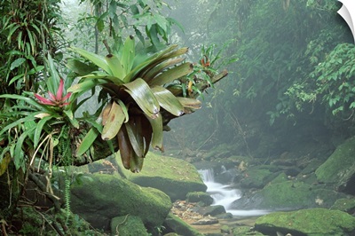 Bromeliads growing along stream in Bocaina National Park Atlantic Forest Brazil