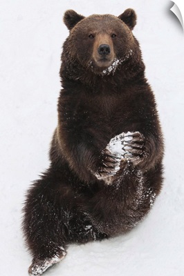 Brown Bear sitting in snow and holding its paw, Germany