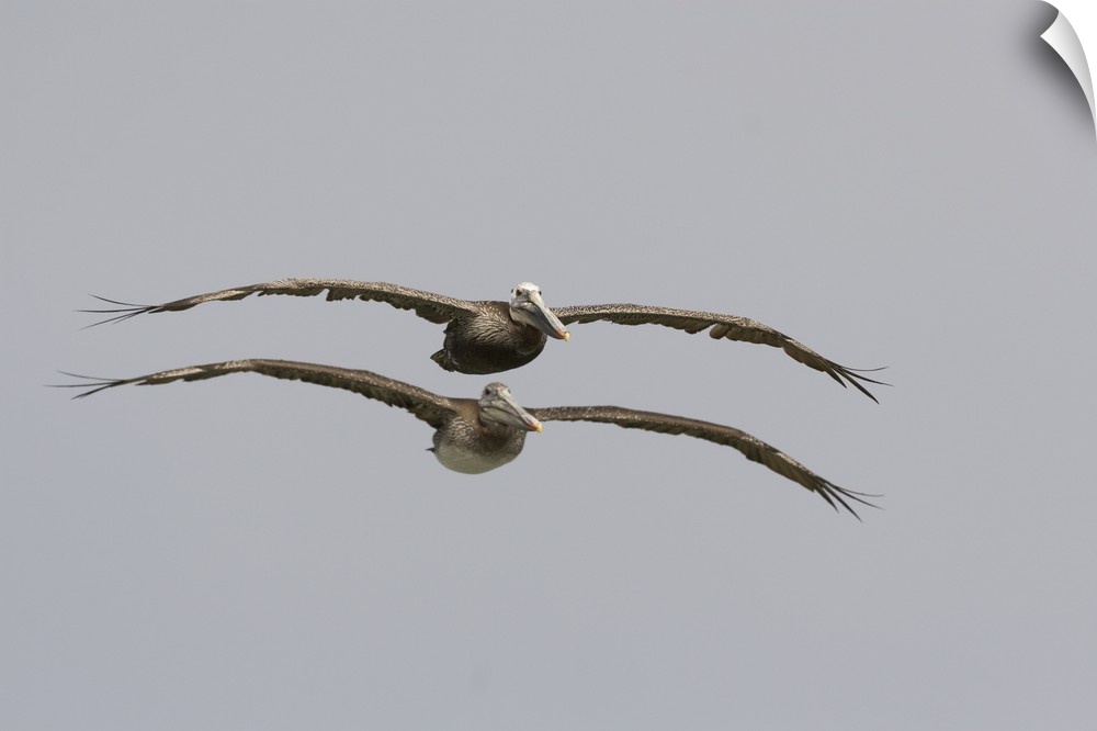 Brown Pelican adult and juvenile flying, Santa Cruz, Monterey Bay, California