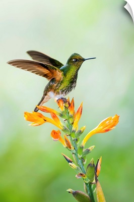 Buff-tailed Coronet hummingbird taking flight, Tandayapa Valley, Andes, Ecuador