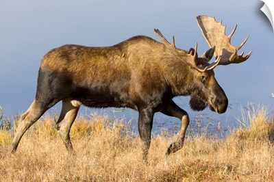 Bull Moose Denali National Park Alaska