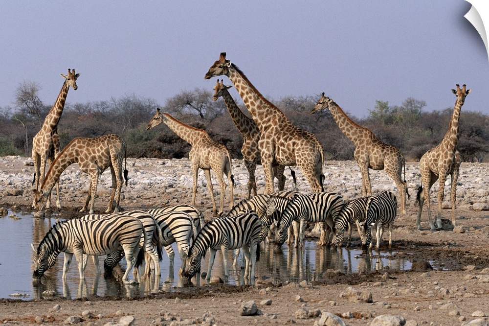 A grouping of giraffes and zebras gather around and drink from a waterhole.