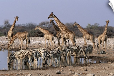 Burchell's Zebra and Giraffe  at waterhole, Etosha National Park, Namibia