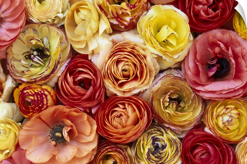 RANUNCULUS (Ranunculus sp.), FLOWERS, CLOSE-UP OF A GROUP OF ORANGE, PINK, YELLOW AND RED FLOWERS