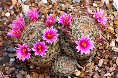 Cactus flowering, Arizona