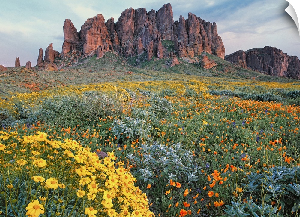 Large horizontal photograph of a vast field of California Brittlebush and other wildflowers, surrounding the Superstition ...