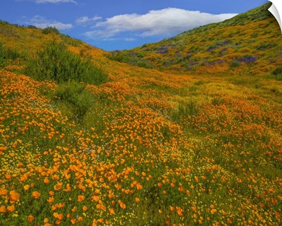California Poppies In Spring, Diamond Valley Lake, California
