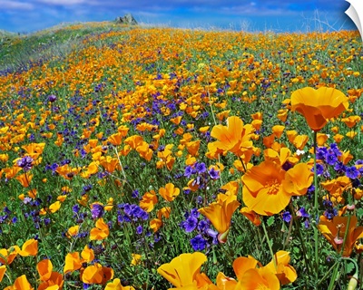 California Poppy and Desert Bluebell flowers, Antelope Valley, California