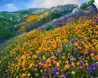 California Poppy and Desert Bluebell flowers, Canyon Hills, California