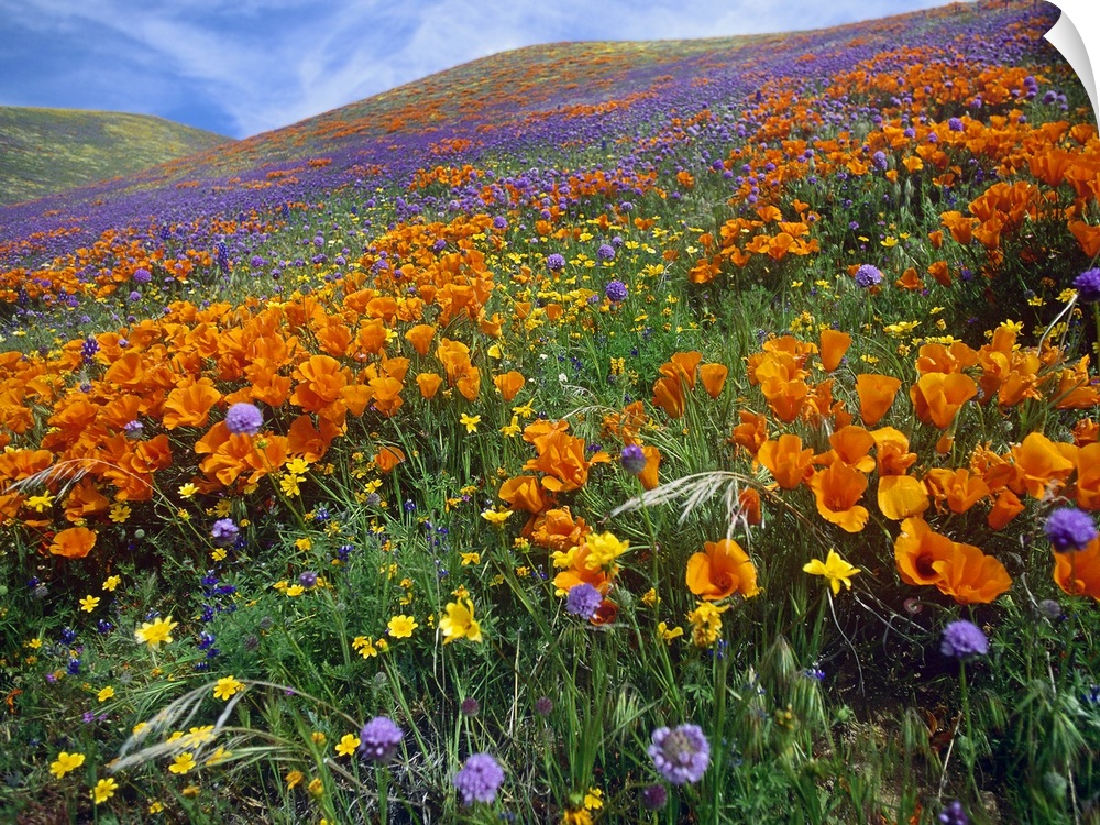 California Poppy and other wildflowers, Antelope Valley, California