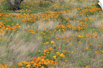 California Poppy meadow with grasses, California