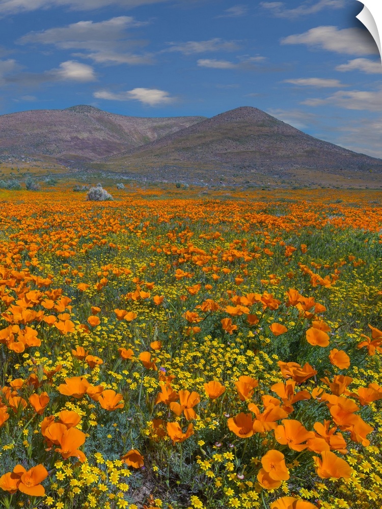 California Poppy superbloom, Antelope Valley, California
