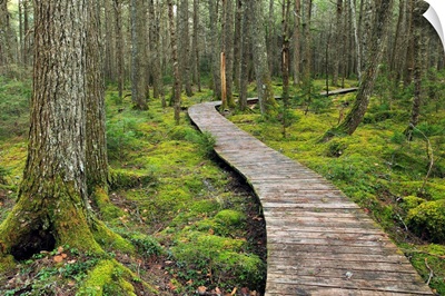 Canadian Hemlock grove with boardwalk, Kejimkujik National Park, Nova Scotia, Canada