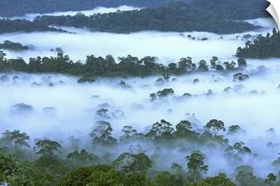 Canopy of lowland rainforest, Danum Valley Conservation Area, Borneo, Malaysia
