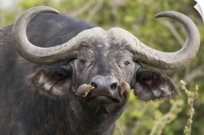 Cape Buffalo bull with Yellow-billed Oxpecker pair picking insects from nostrils, Kenya