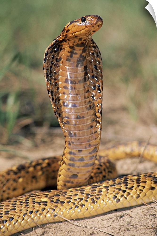 Cape Cobra (Naja nivea) speckled morph, in defensive display, showcasing hood threat, Africa