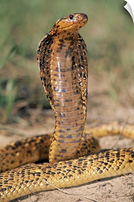 Cape Cobra speckled morph, in defensive display