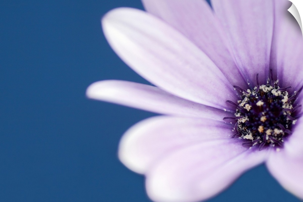 Close-up of a Blue-eyed Daisy against a solid background.