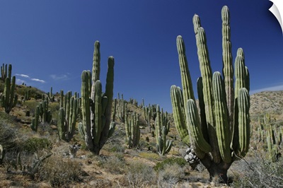 Cardon (Pachycereus pringlei) cacti in desert landscape, Santa Catalina Island, Mexico
