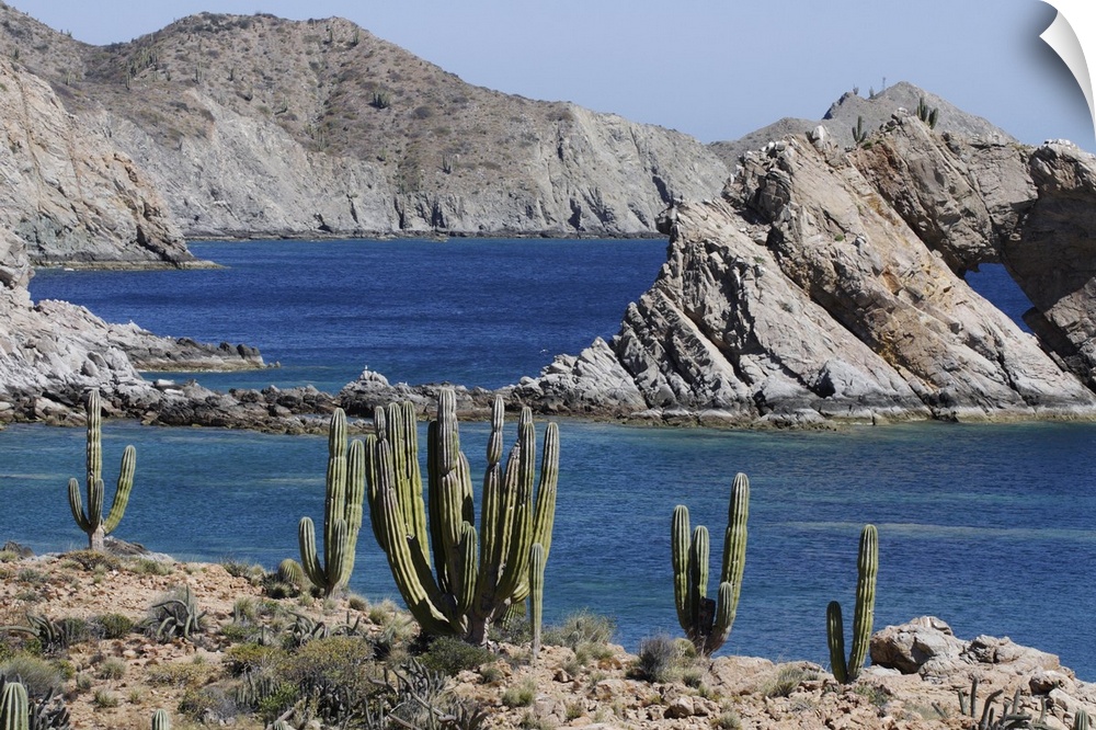 Cardon (Pachycereus pringlei) cacti, Santa Catalina Island, Sea of Cortez, Mexico