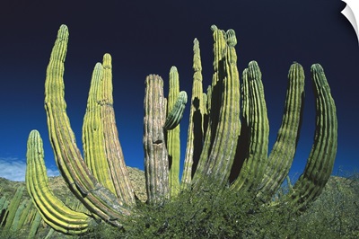 Cardon (Pachycereus pringlei) cactus, Baja California, Mexico
