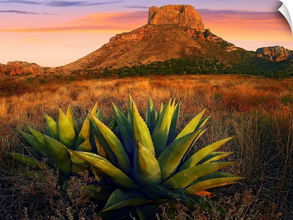 Horizontal, large photograph of Agave plants in a large field, Casa Grande butte in the background, in Big Bend National P...