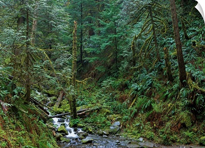 Cascade along Eagle Creek flowing through rainforest, Columbia River Gorge, Oregon