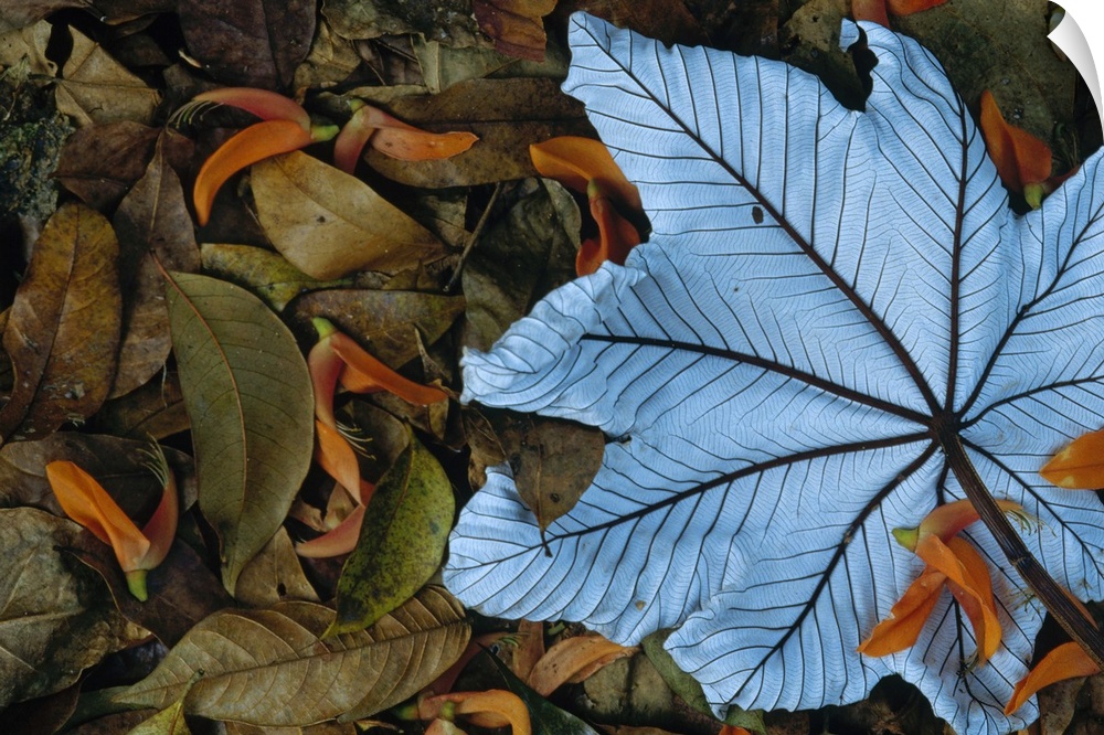 Cecropia (Cecropia sp) leaf atop lobster claw petals on tropical rainforest floor, Mesoamerica