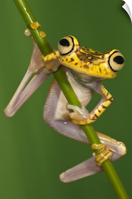 Chachi Tree Frog (Hypsiboas picturatus), northwest Ecuador