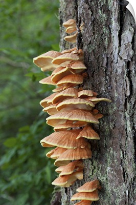 Chicken of the Woods (Laetiporus sulphureus) fungus, Tongass Forest, Alaska