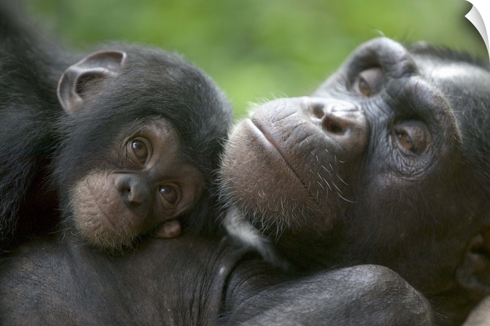 Chimpanzee (Pan troglodytes) adult female and infant, endangered, Pandrillus Drill Sanctuary, Cross River State, Nigeria