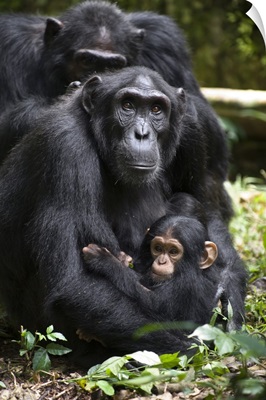 Chimpanzee mother with six month old infant, western Uganda