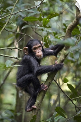 Chimpanzee one and a half year old infant playing in tree, western Uganda