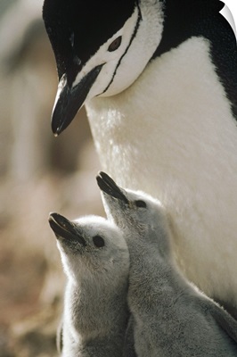 Chinstrap Penguin bowing over twin chicks Nelson Island, Antarctica