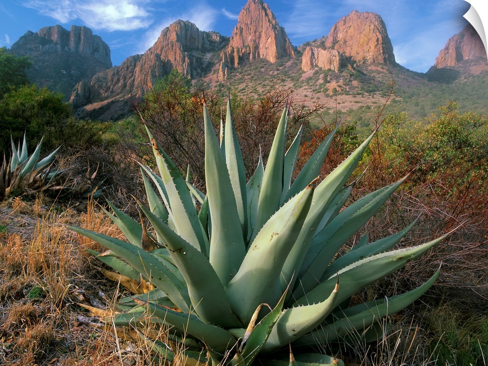 Chisos Agave (Agave havardiana) and the Chisos Mountains, Big Bend National Park, Texas