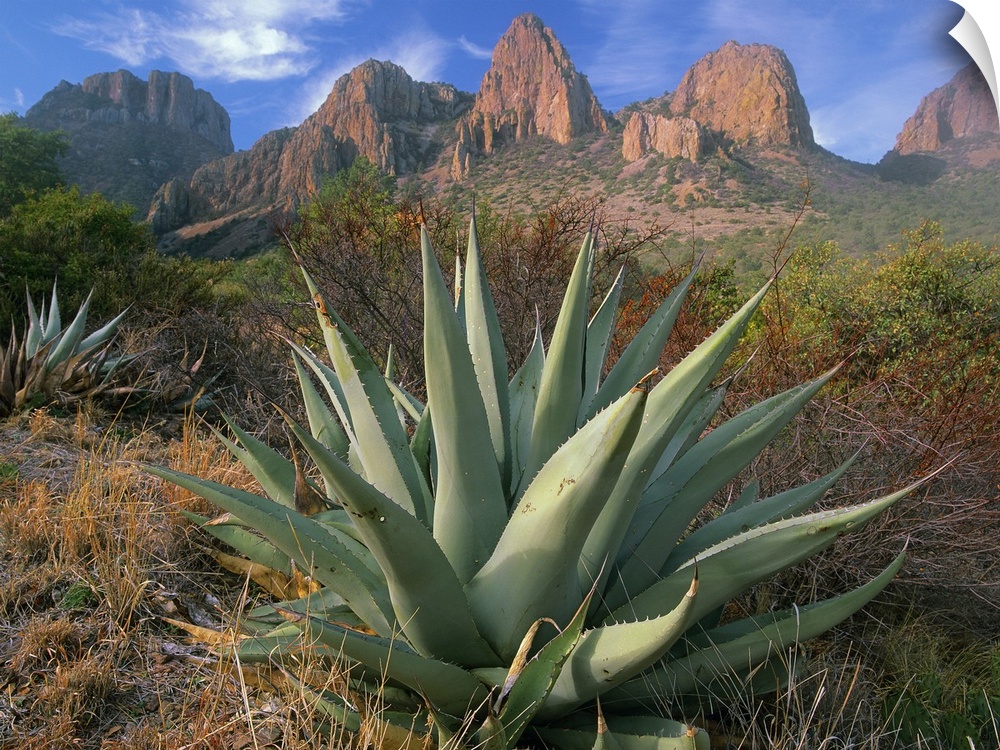 A large agave plant sits in front of the dry desert brush at the base of large red rock formations.