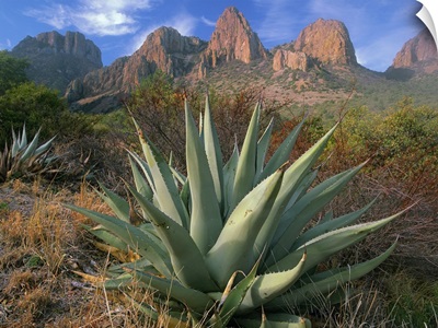 Chisos Agave and the Chisos Mountains, Big Bend National Park, Texas
