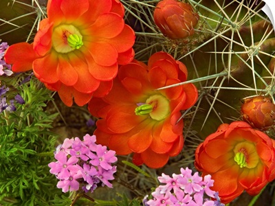 Claret Cup Cactus and Verbena, detail of flowers in bloom, North America